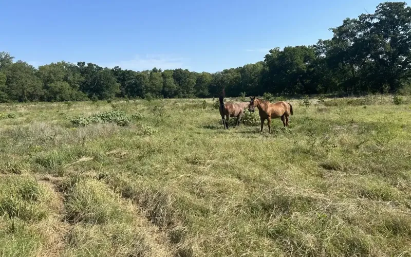 Bartlesville, Oklahoma 74003, ,Land,For Sale,1137