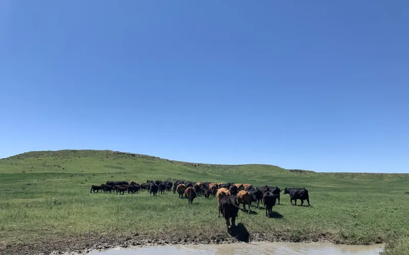 RD 13, Sharon Springs, Kansas 67758, ,Land,For Sale,RD 13,1158