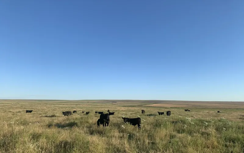 RD 13, Sharon Springs, Kansas 67758, ,Land,For Sale,RD 13,1158