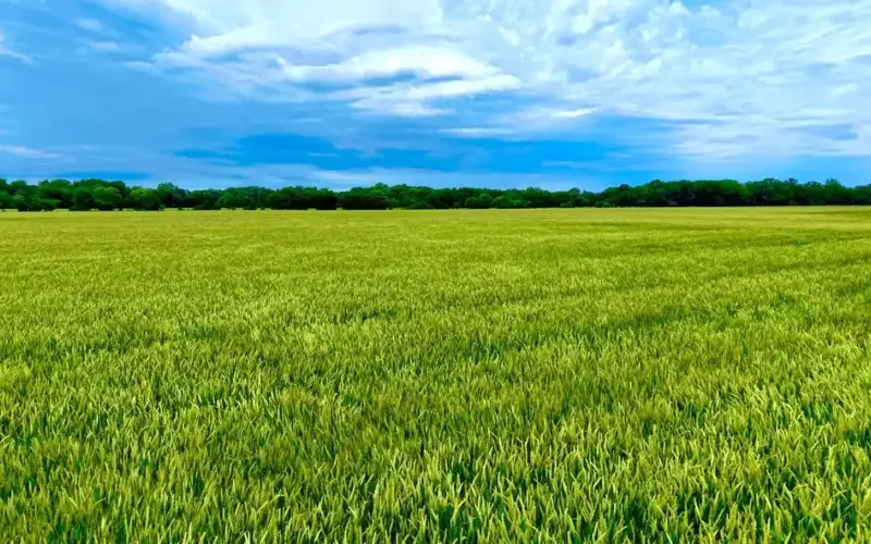 000 CR 1350, Havana, Kansas 67347, ,Land,For Sale,CR 1350,1202