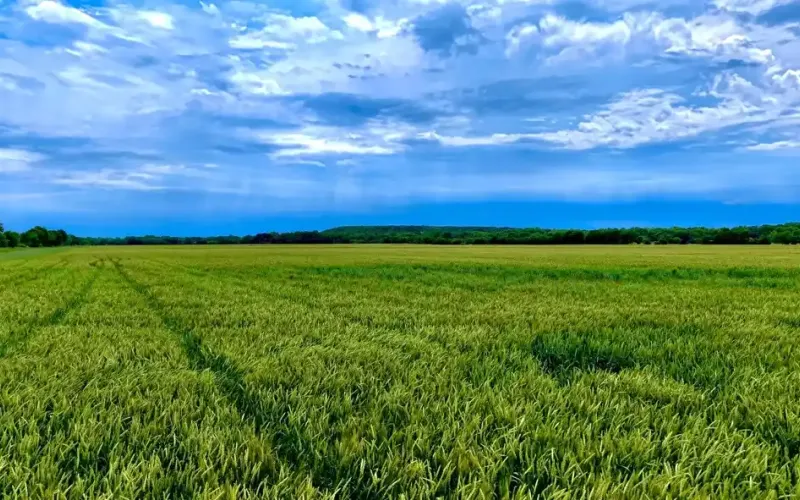 000 CR 1350, Havana, Kansas 67347, ,Land,For Sale,CR 1350,1202